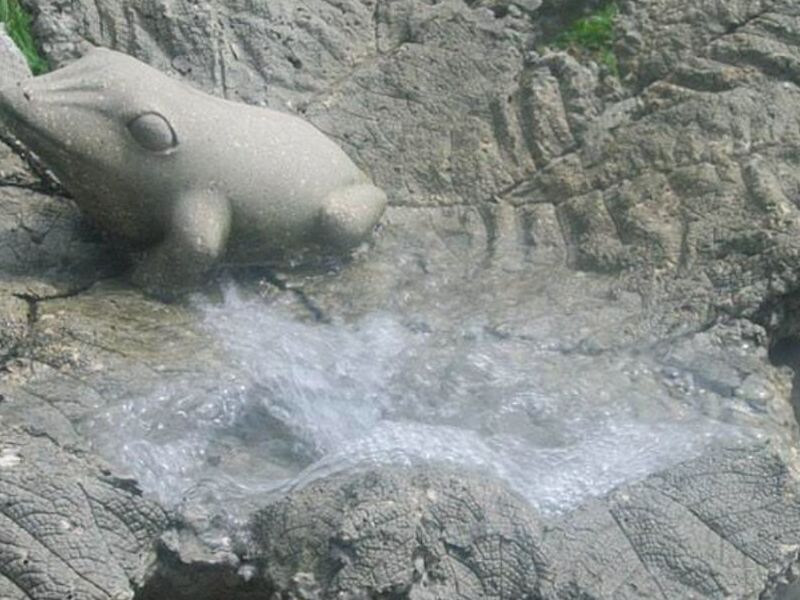 Sapo Fuente Costa Rica