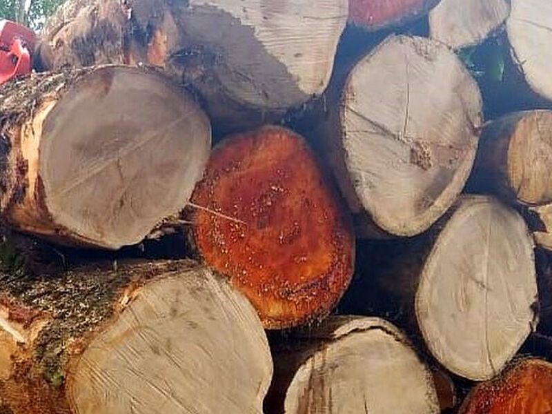 Madera Melina CARTAGO