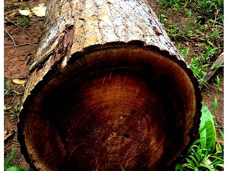 Madera troza Cedro Amargo CARTAGO