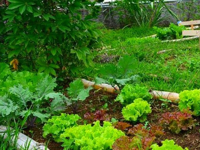 Jardinería Costa Rica