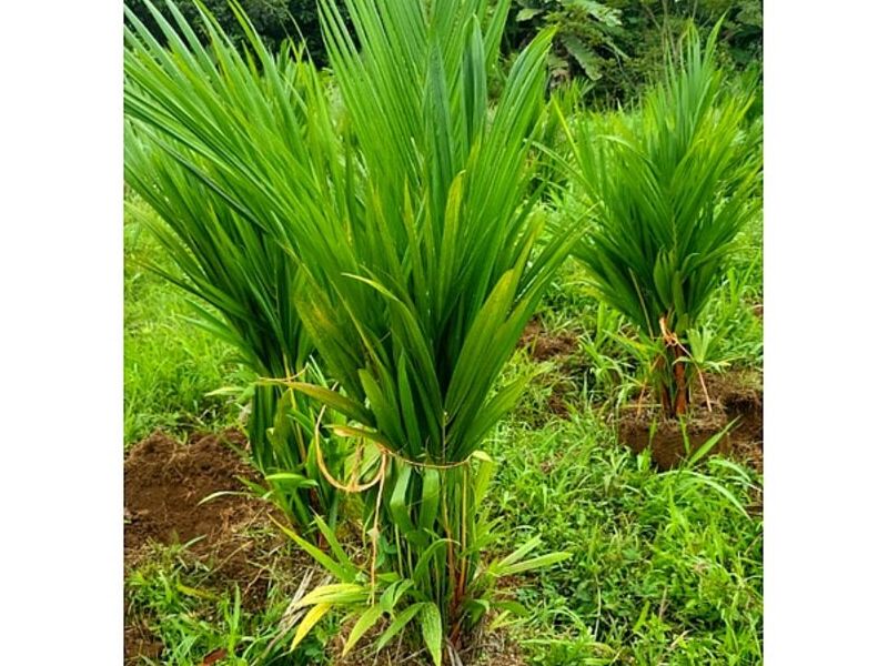 Jardinería Costa Rica