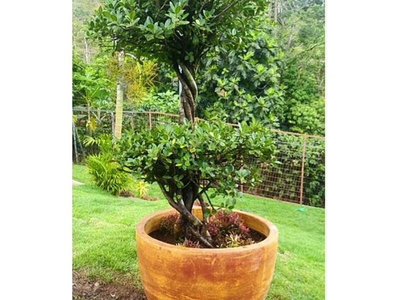 Plantas Decoración Costa Rica