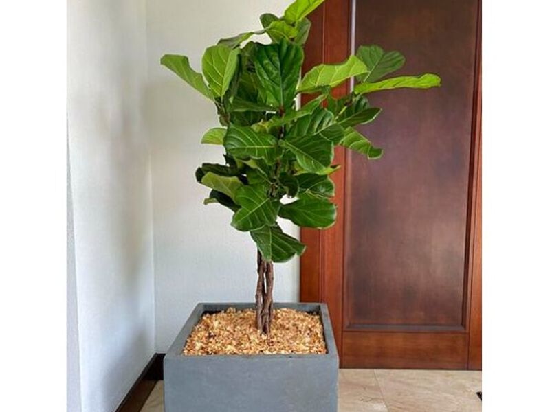 Maceta Cubo Costa Rica
